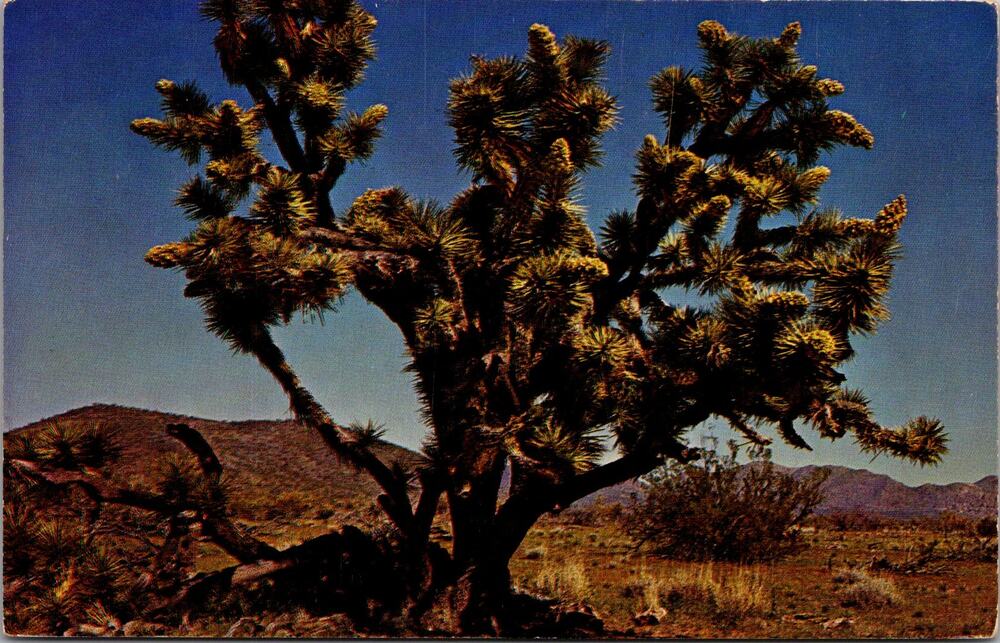 Joshua Tree Found In Abundance In The Northwest 1964 Vintage Postcard SP10-17